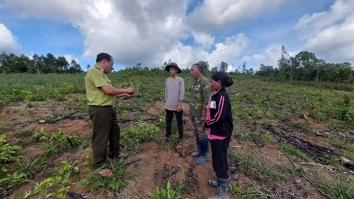  Kiểm lâm địa bàn hướng dẫn người dân xã Hra trồng rừng. Ảnh: N.D 