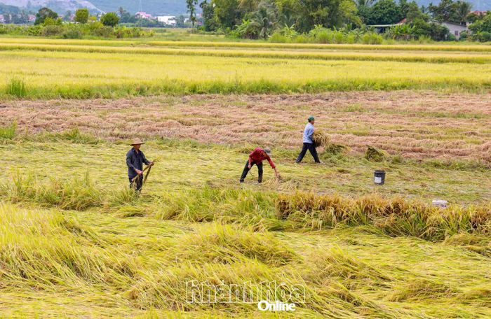 Nông dân xã Diên Lạc gặt lúa đổ ngã bằng tay.