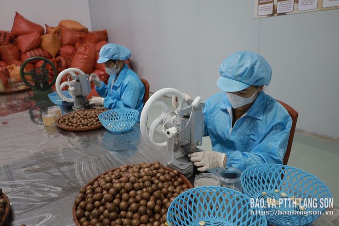 Chế biến hạt mắc ca tại Công ty Cổ phần Macaday