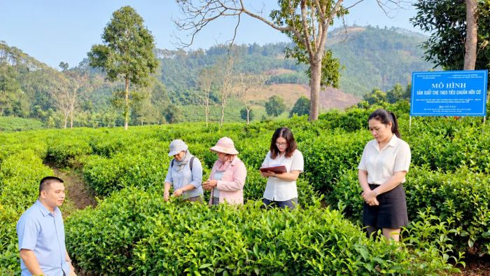 Ứng dụng khoa học, công nghệ vào sản xuất chè theo hướng hữu cơ, góp phần nâng cao giá trị sản phẩm nông nghiệp.
