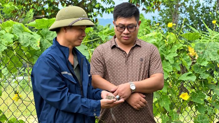 Anh Hoàng Văn Mùi (bên trái) chia sẻ kinh nghiệm và con giống cùng người dân phát triển kinh tế.
