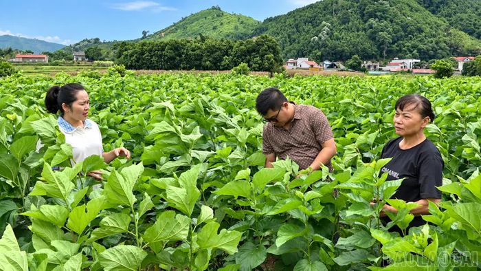 Được định hướng, chị Trần Thị Mai quyết định học nghề trồng dâu, nuôi tằm.