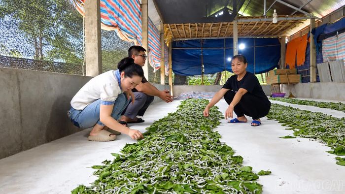  Nhờ nghề trồng dâu nuôi tằm, gia đình chị Trần Thị Mai đã vươn lên thoát nghèo. 