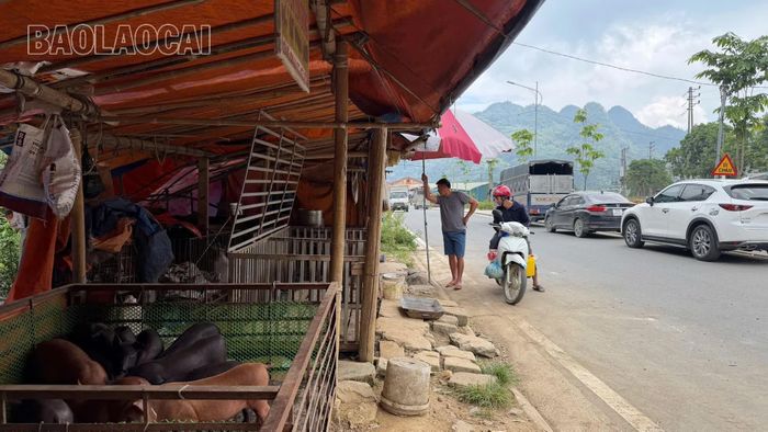 Người dân mong muốn điểm tập kết, chăn nuôi lợn sớm được di chuyển đến vị trí khác để đảm bảo môi trường và mỹ quan khu dân cư.