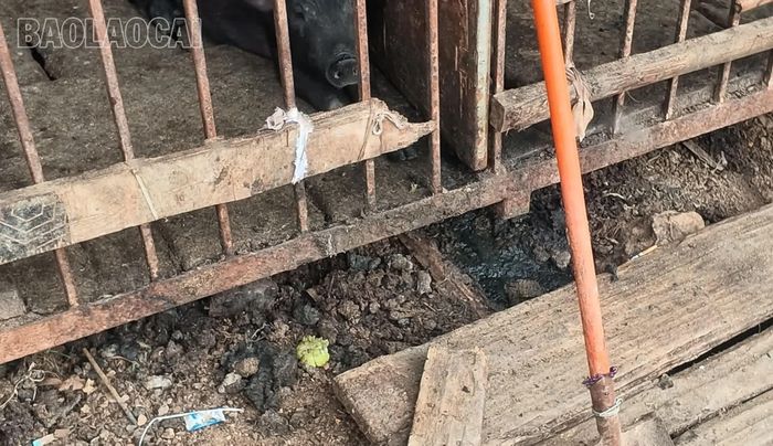 Chất thải từ những con lợn được chăn nuôi ngay vỉa hè, gây ô nhiễm môi trường thôn Xóm Mới, xã Mường Khương.