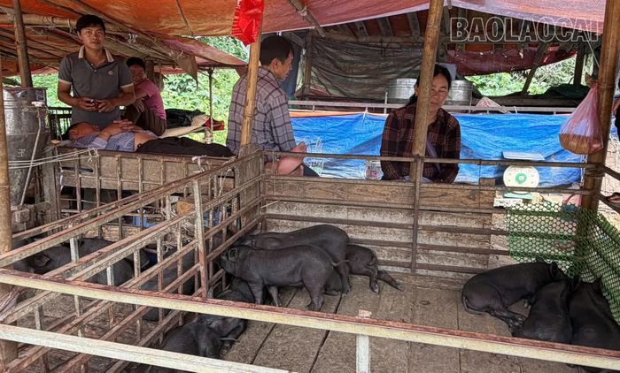 Nhiều người ngủ nghỉ, sinh hoạt ngay tại khu tập kết, chăn nuôi lợn.