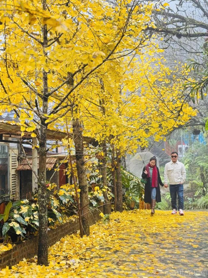 Mùa ngân hạnh không kéo dài, bởi vậy sắc vàng ấy càng trở nên đáng nhớ. Dưới tán cây vàng óng, mỗi bước chân dường như chậm lại, để du khách có thêm thời gian ngắm nhìn vẻ đẹp dịu dàng của mùa thu và cảm nhận sức sống bền bỉ của một loài cây.