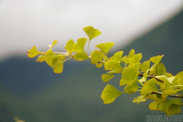 Lá ngân hạnh có hình quạt đặc trưng, xanh mướt vào mùa xuân, hè rồi chuyển dần sang màu vàng óng khi thu sang.