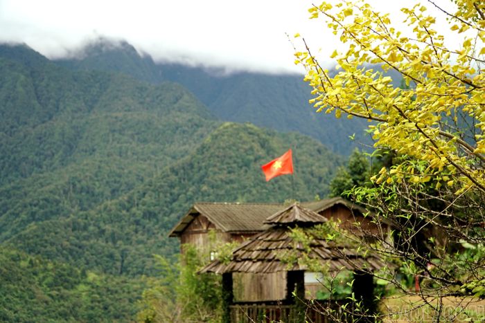 Không chỉ đẹp, hình ảnh cây ngân hạnh vàng lá cũng gợi cảm giác bình yên, nhắc con người biết trân trọng từng khoảnh khắc của thiên nhiên.