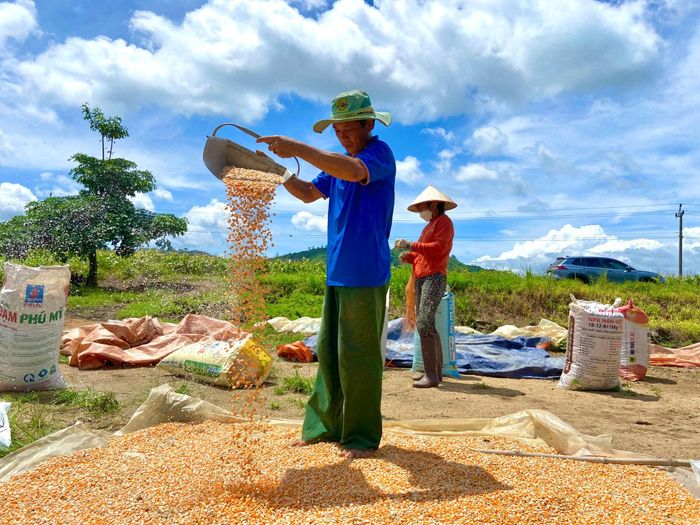 Nông dân xã Nam Đà tranh thủ thời tiết nắng phơi bắp