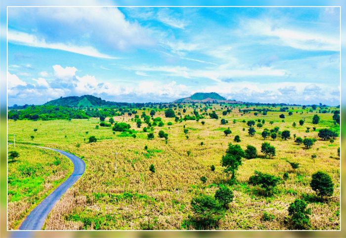 Vẻ đẹp cánh đồng bắp chín vàng dưới chân núi lửa Chư B'lúk (bên phải)