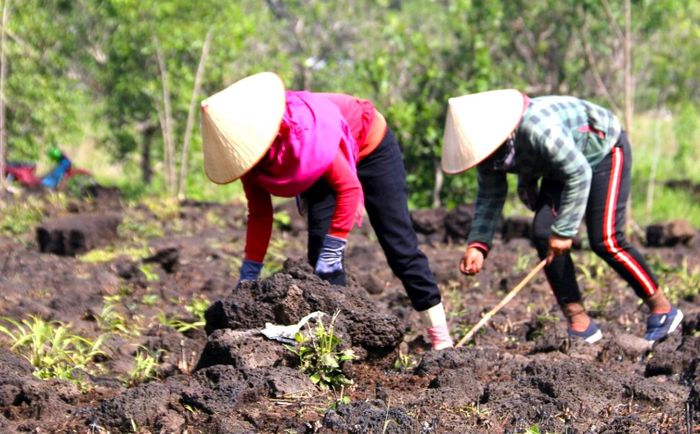 Công việc gieo hạt bắp trên những mảng đá ít ỏi đất không hề đơn giản, đòi hỏi sự tỉ mỉ và khéo léo