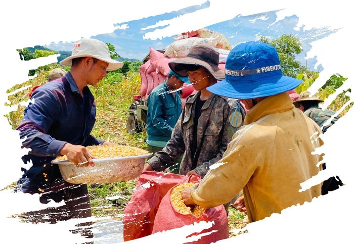 Những hạt bắp sau khi xay xát được người dân đóng bao, chở ra đường lớn để thương lái thu mua