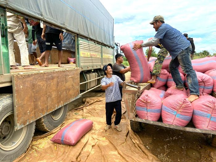 Bắp sau khi thu hoạch được các thương lái thu mua ngay tại chân cánh đồng núi lửa Chư B'lúk