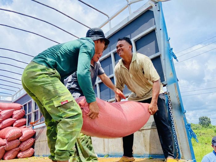 Nông dân xã Nam Đà phấn khởi thu hoạch bắp