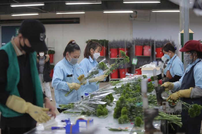 Công nhân tuyển chọn, đóng gói hoa xuất khẩu. (Ảnh: Chính Thành)