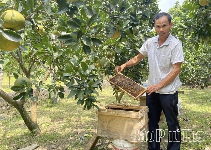 Người dân xã Yên Trị khai thác lợi thế diện tích rừng và cây ăn quả rộng lớn của địa phương để nuôi ong.