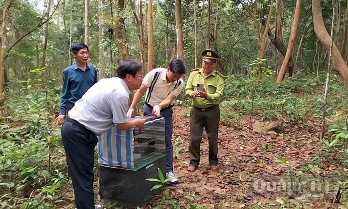 Ban Quản lý Vườn Quốc gia Phong Nha-Kẻ Bàng và Trung tâm Cứu hộ động vật hoang dã Hà Nội tái thả động vật hoang dã về môi trường tự nhiên - Ảnh: N.H