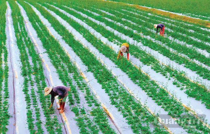 Nhiều doanh nghiệp, hợp tác xã ứng dụng công nghệ vào sản xuất, nâng cao chất lượng sản phẩm - Ảnh: L.Chi