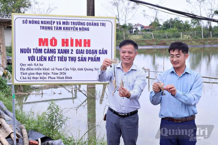 Kiểm tra kích cỡ, chất lượng tôm càng xanh tại mô hình nuôi 2 giai đoạn - Ảnh: L.A