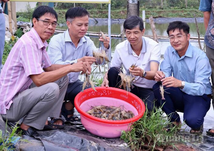 Sau 4,5 tháng nuôi, tôm càng xanh nuôi theo quy trình 2 giai đoạn đã đạt kích cỡ 25 con/kg - Ảnh: L.A