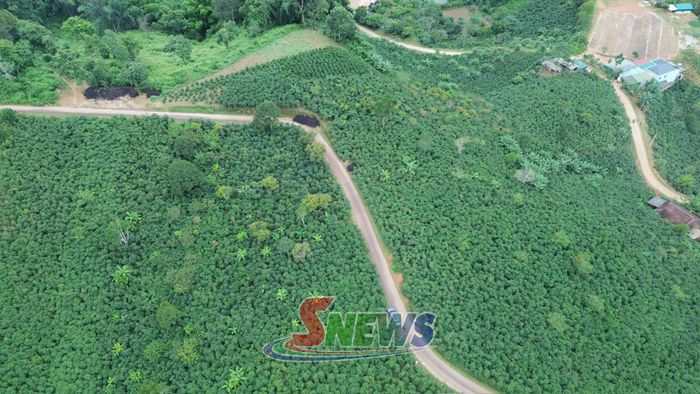 Vùng cà phê liên kết giữa doanh nghiệp với các hộ dân tại xã Chiềng Mung.