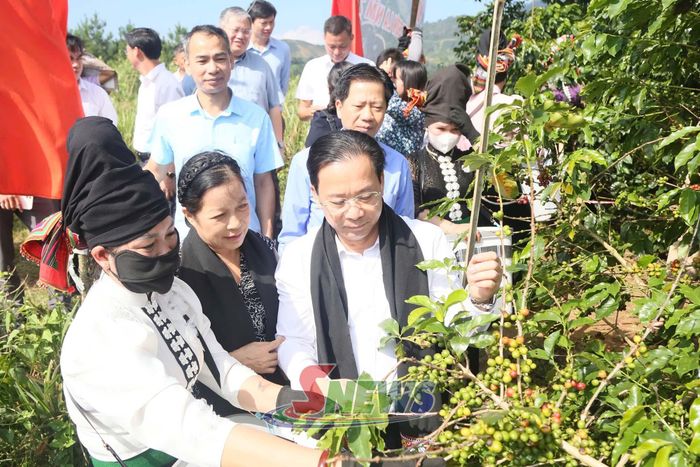 Đồng chí Hoàng Văn Nghiệm, Bí thư Tỉnh ủy kiểm tra vùng trồng cà phê xã Muổi Nọi.