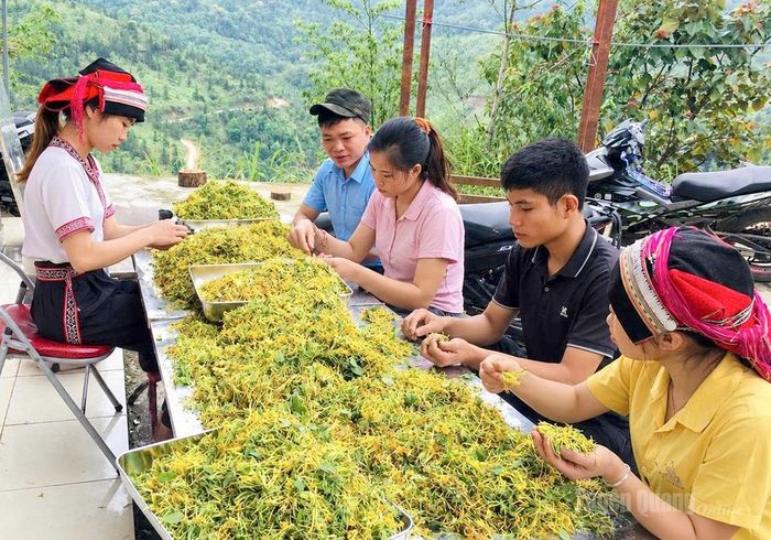 Người dân thôn Nặm Đăm, xã Quản Bạ phân tách trà hoa kim ngân.