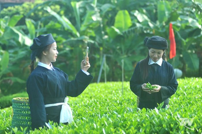Tại xã Văn Hán, người dân đang tận dụng không gian mạng để livestream quảng bá hình ảnh và chất lượng các sản phẩm chè đến tay người tiêu dùng. Ảnh: QK