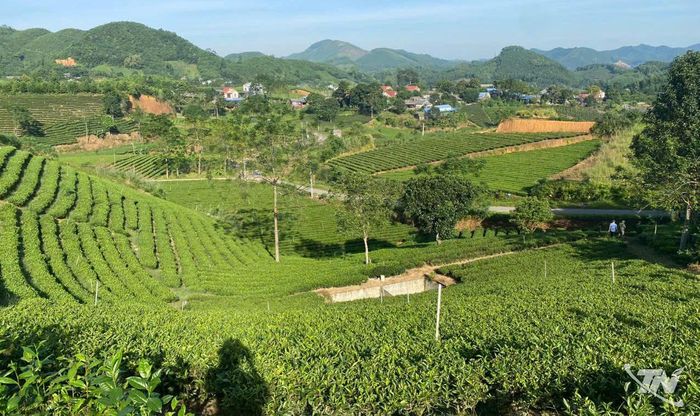 Phú Xuyên định hướng sản xuất chè hữu cơ bền vững.