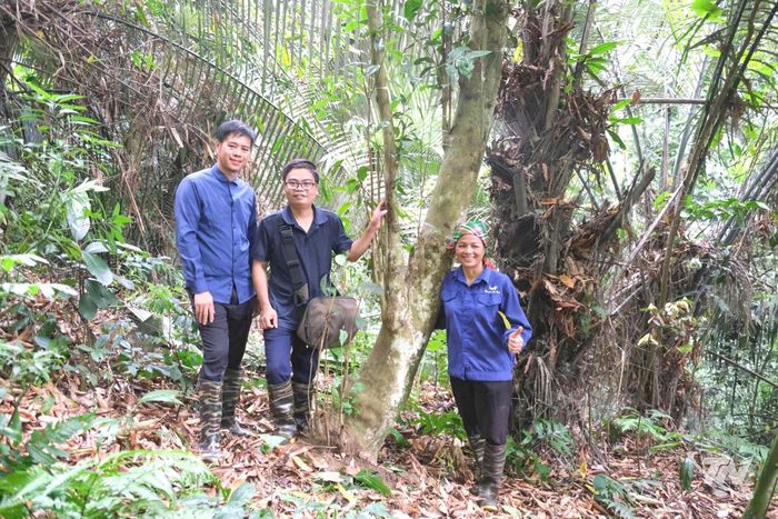 Cây chè cổ được phát hiện trên núi Tam Đảo thuộc địa phận xã La Bằng (Thái Nguyên) có độ cao khoảng 250-300 m so với mực nước biển.