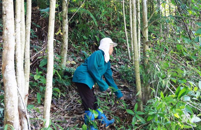 Gia đình bà Bàn Thị Triểu, thôn Bản Lài, xã Thượng Minh, chăm sóc rừng mỡ trồng lại sau khai thác.