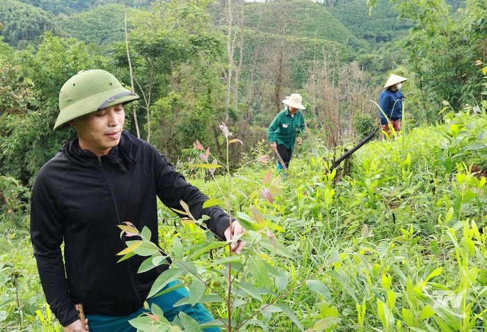 Gia đình ông Đinh Văn Thường, thôn Dương Phong, xã Bạch Thông, chăm sóc rừng trồng cây bạch đàn sau khi trồng hơn 7 tháng.
