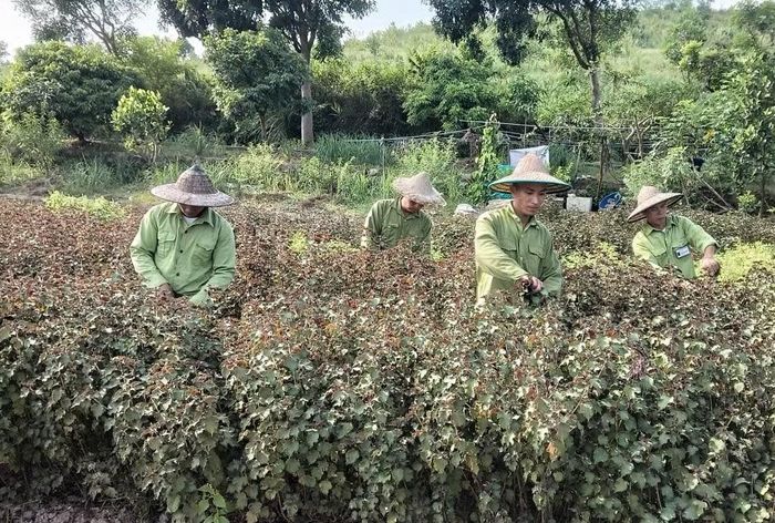 Cán bộ Trung tâm cai nghiện ma tuý TP Quảng Ninh cùng học viên lao động, sản xuất.