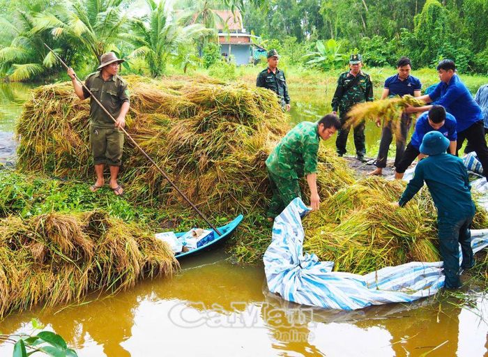 Các lực lượng dùng xuồng vận chuyển lúa từ vùng ngập sâu vào nơi khô ráo cho người dân.