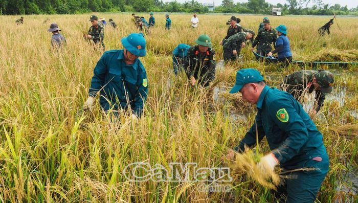  Cán bộ, chiến sĩ gấp rút gặt tay khoảng 3,5 ha lúa giúp người dân.