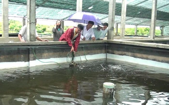 thả giống cá chình tại hộ ông Lê Quang Cao, thôn Tráng Lực, xã Quảng Điền
