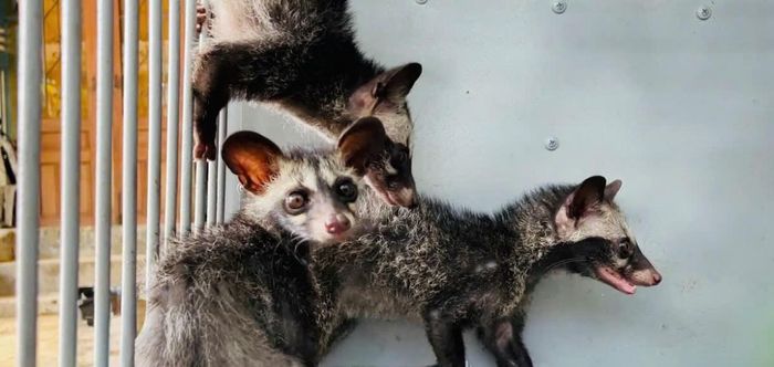 Cầy vòi hương (cầy hương) — loài động vật có vú thuộc họ Cầy, nổi tiếng với khả năng tạo ra hương xạ quý giá, hiện được quan tâm bảo tồn và phát triển bền vững - Ảnh minh họa