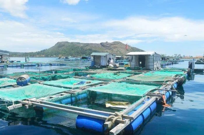 Nuôi trồng thủy sản lồng bè tại khu vực ven biển tỉnh Đắk Lắk.( Ảnh minh hoạ)