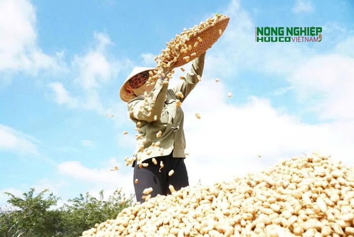 Hiện, toàn xã Tuy Đức có hơn 16.000 ha cây trồng lâu năm. Trong đó, cà phê chiếm hơn 8.000 ha, hồ tiêu hơn 1.750 ha, mắc ca hơn 2.000 ha và cây ăn trái gần 2.800 ha