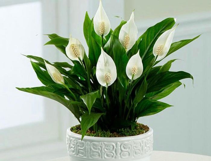 Cây lan Ý giúp mắt được thư giãn. (Ảnh: iStock)