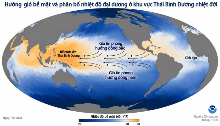Hình minh họa hướng gió bề mặt và phân bổ nhiệt độ đại dương ở khu vực Thái Bình Dương. (Nguồn: Climate.gov)