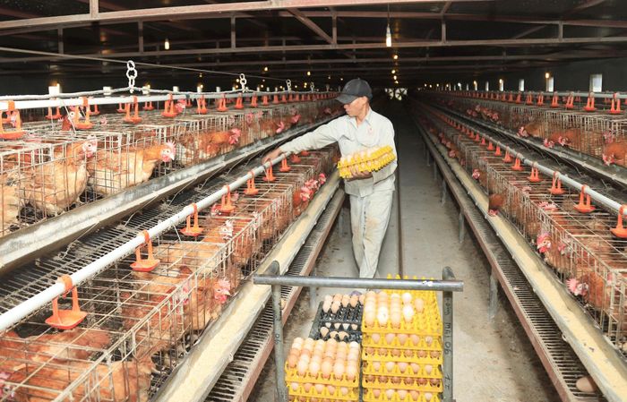 Thu hoạch trứng gà tại trang trại chăn nuôi theo tiêu chuẩn VietGAP ở xã Phúc Thịnh. Ảnh: Nguyễn Quang