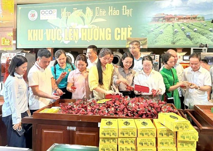 Hợp tác xã chè Hảo Đạt xây dựng quy trình khép kín từ tổ chức sản xuất, chế biến và phát triển thương hiệu chè Tân Cương. Ảnh: HND