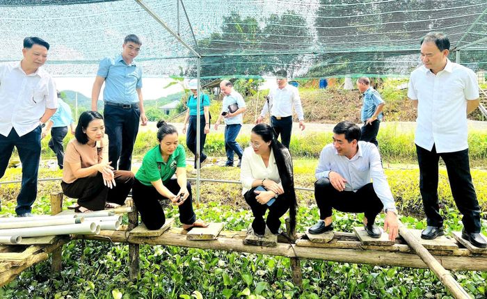 Tại Hợp tác xã Nông nghiệp dược liệu Thiên Phúc, Đoàn công tác tìm hiểu mô hình sản xuất kết hợp trồng dược liệu, sâm Bố Chính, nuôi ốc nhồi và phát triển gà H'mông. Ảnh: HND