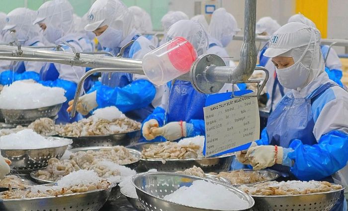 Chế biến tôm xuất khẩu sang Mỹ. Ảnh: Công ty Cổ phần Thực phẩm Sao Ta