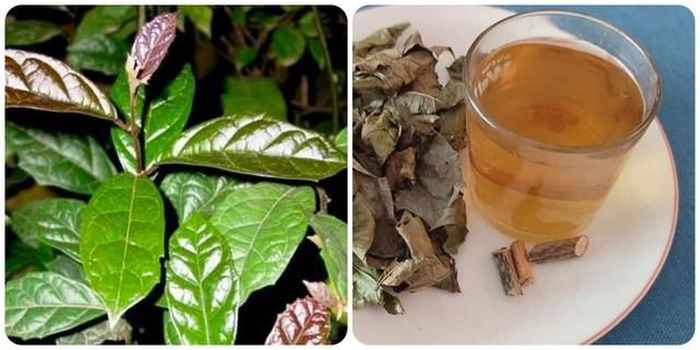 Việc sử dụng lá xạ đen tươi hay khô (điều kiện dược liệu chất lượng) không khác nhau về tác dụng. Do đó, để tiện lợi cho việc sử dụng, lưu trữ lâu dài chúng ta nên lựa chọn xạ đen khô tại cơ sở uy tín, đảm bảo nguồn gốc xuất xứ.