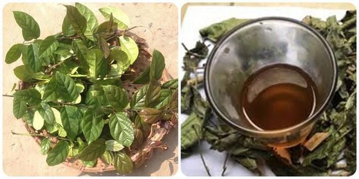Muốn có được nước xạ đen sạch tại nhà, bạn hãy chọn mua xạ đen từ nguồn uy tín, tránh nhầm lẫn với cây xạ vàng hoặc xạ trắng vì có thể gây độc.