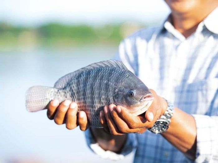 Xuất khẩu cá rô phi Việt Nam tiếp tục tăng trưởng tích cực trong 8 tháng đầu năm 2026, với kim ngạch đạt khoảng 90 triệu USD, tăng 43% so với cùng kỳ năm trước