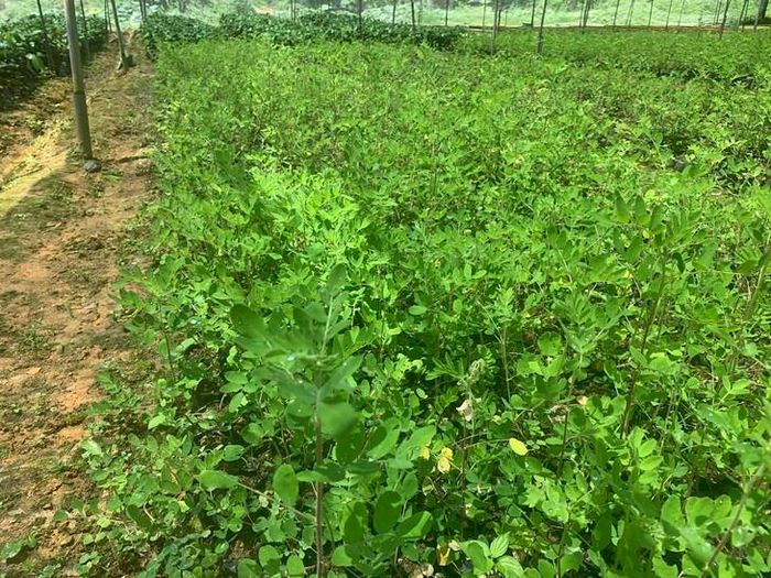 Lào Cai mục tiêu phát triển dược liệu thành ngành hàng giá trị kinh tế cao, gắn với bảo tồn đa dạng sinh học, phát triển bền vững. Ảnh: Tú Diệp